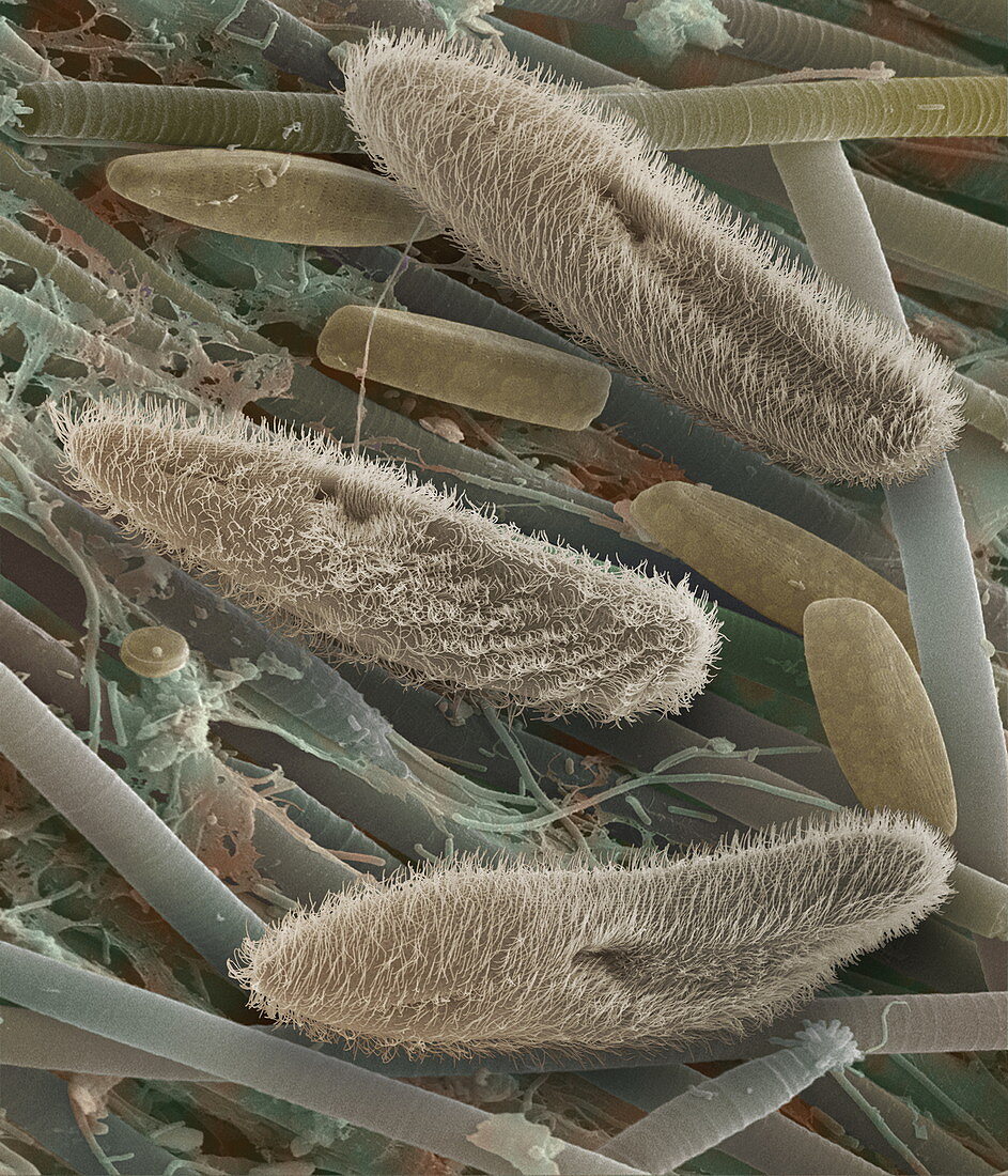 Paramecium sp. protozoa,SEM