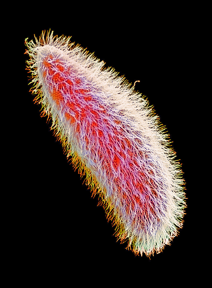 Paramecium protozoan,SEM