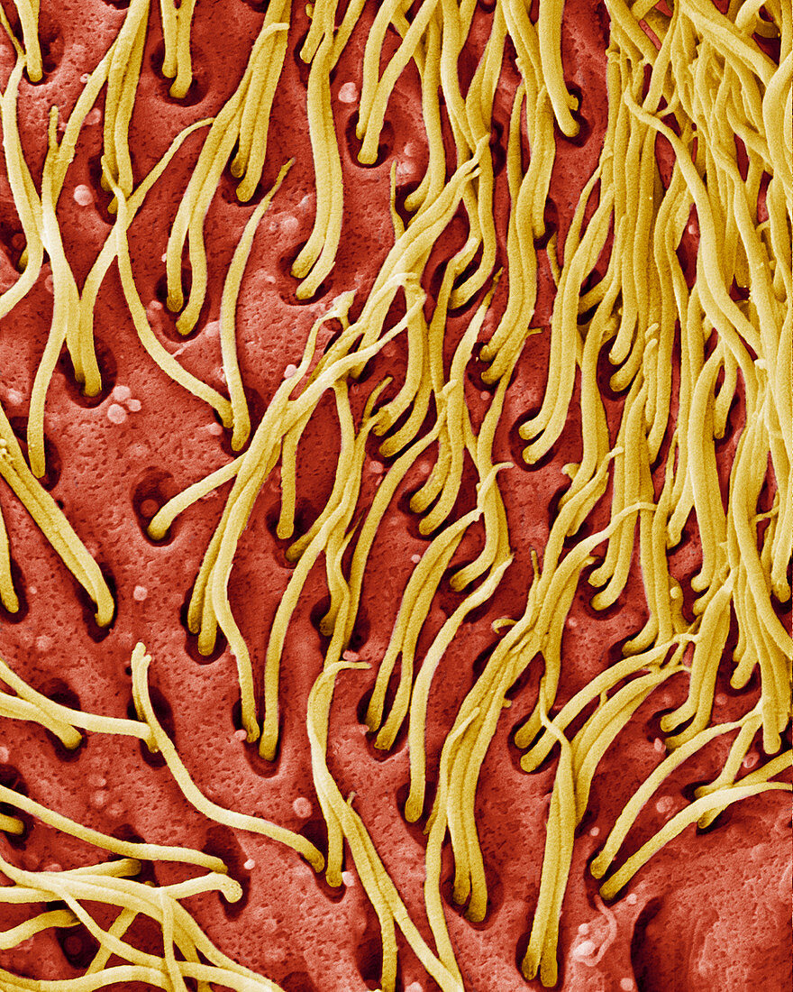 Protozoan cilia,SEM