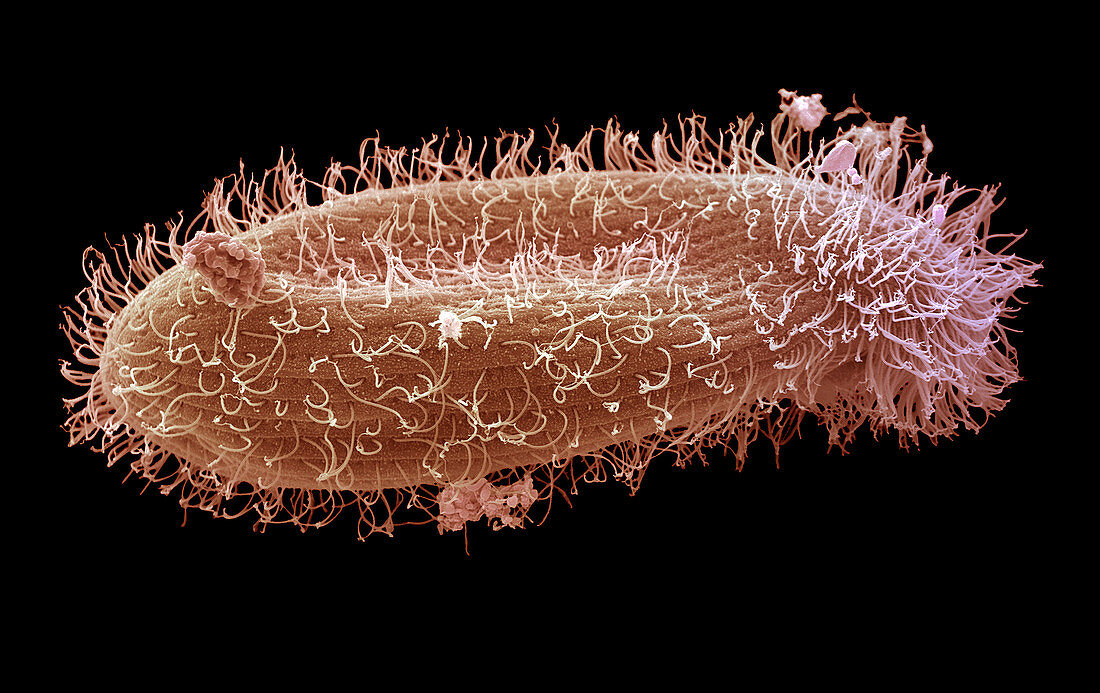 Paramecium protozoan,SEM