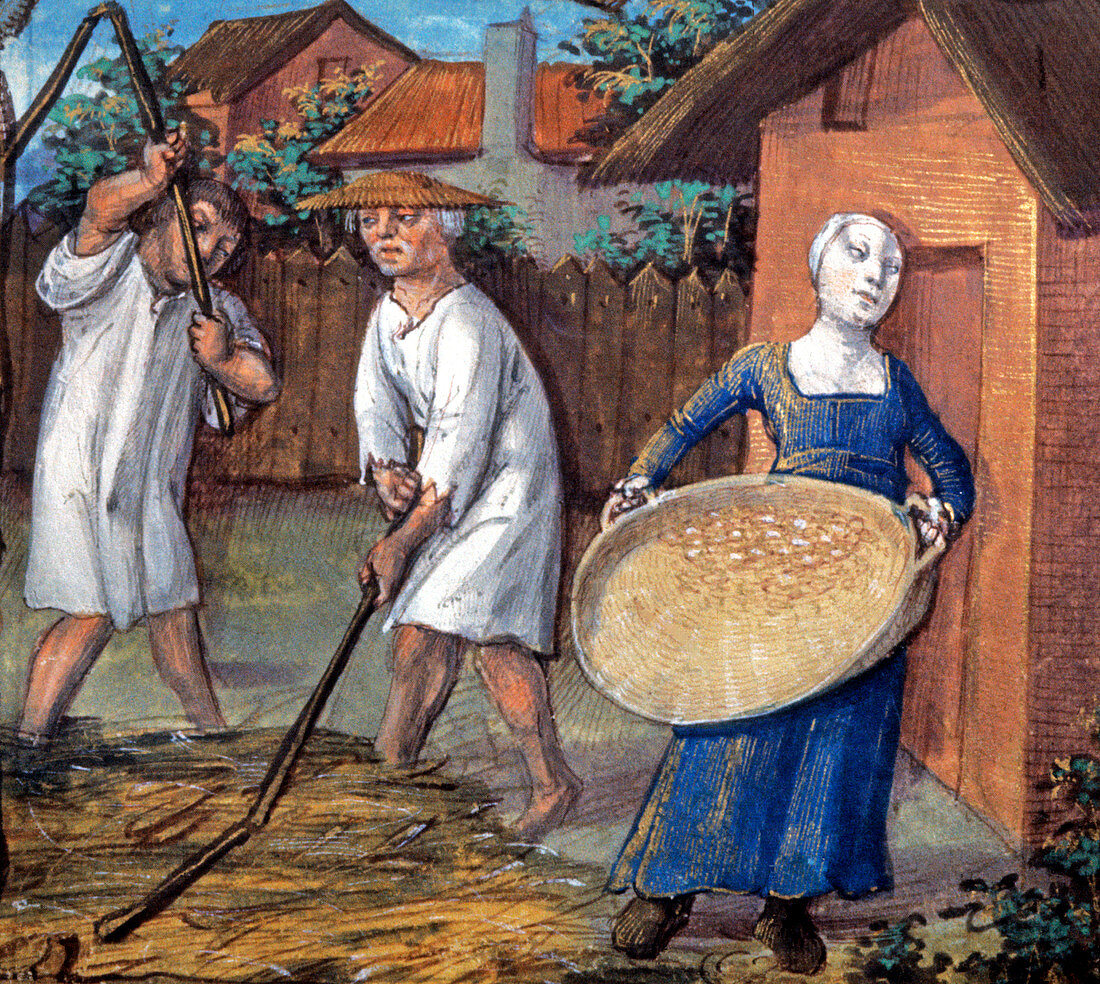15th century wheat threshing