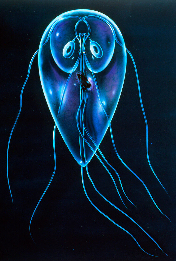 Illustration of the protozoan,Giardia lamblia