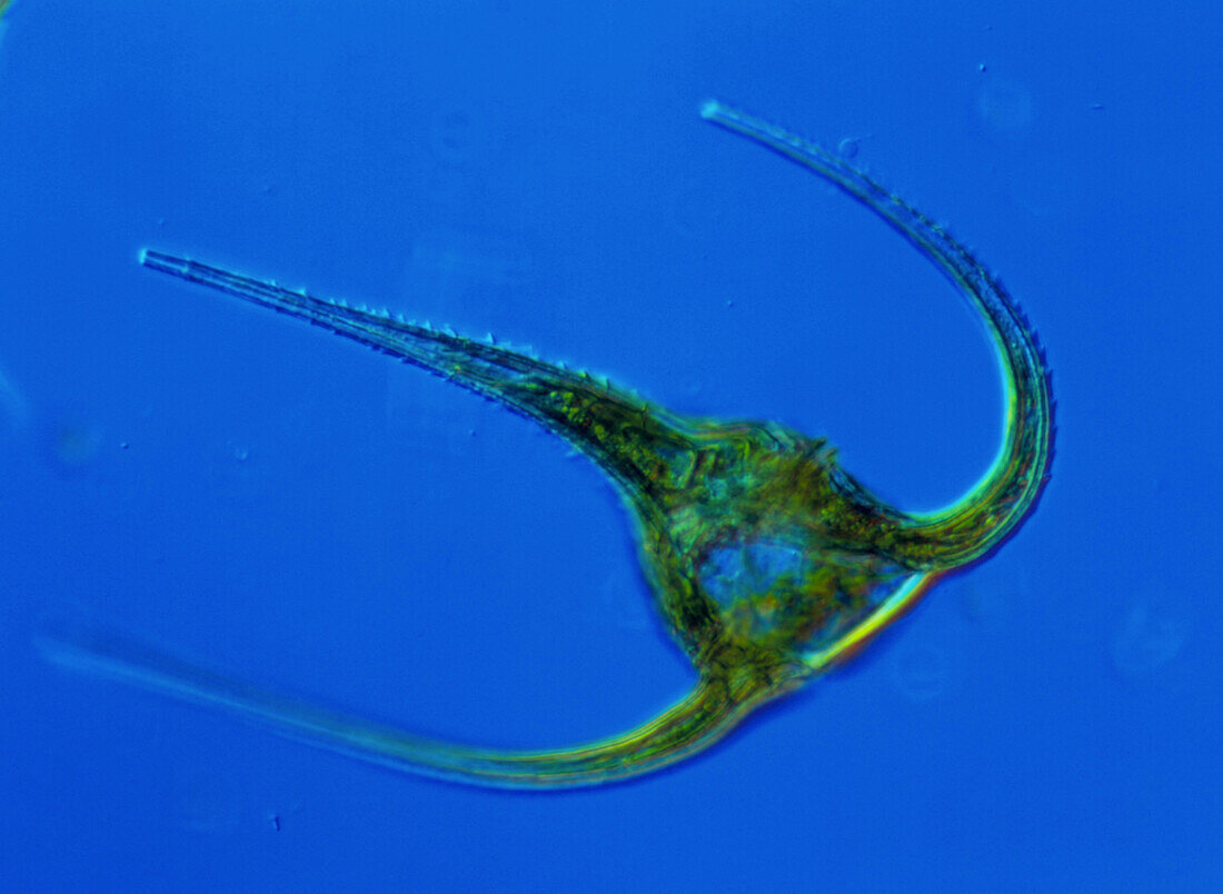 LM of the marine dinoflagellate,Ceratium sp