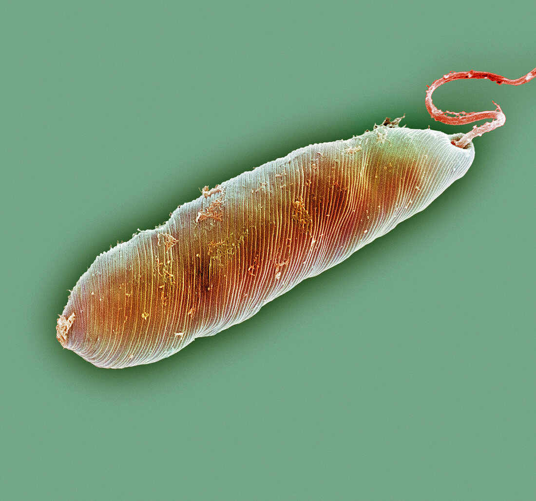 Euglena protozoan,SEM