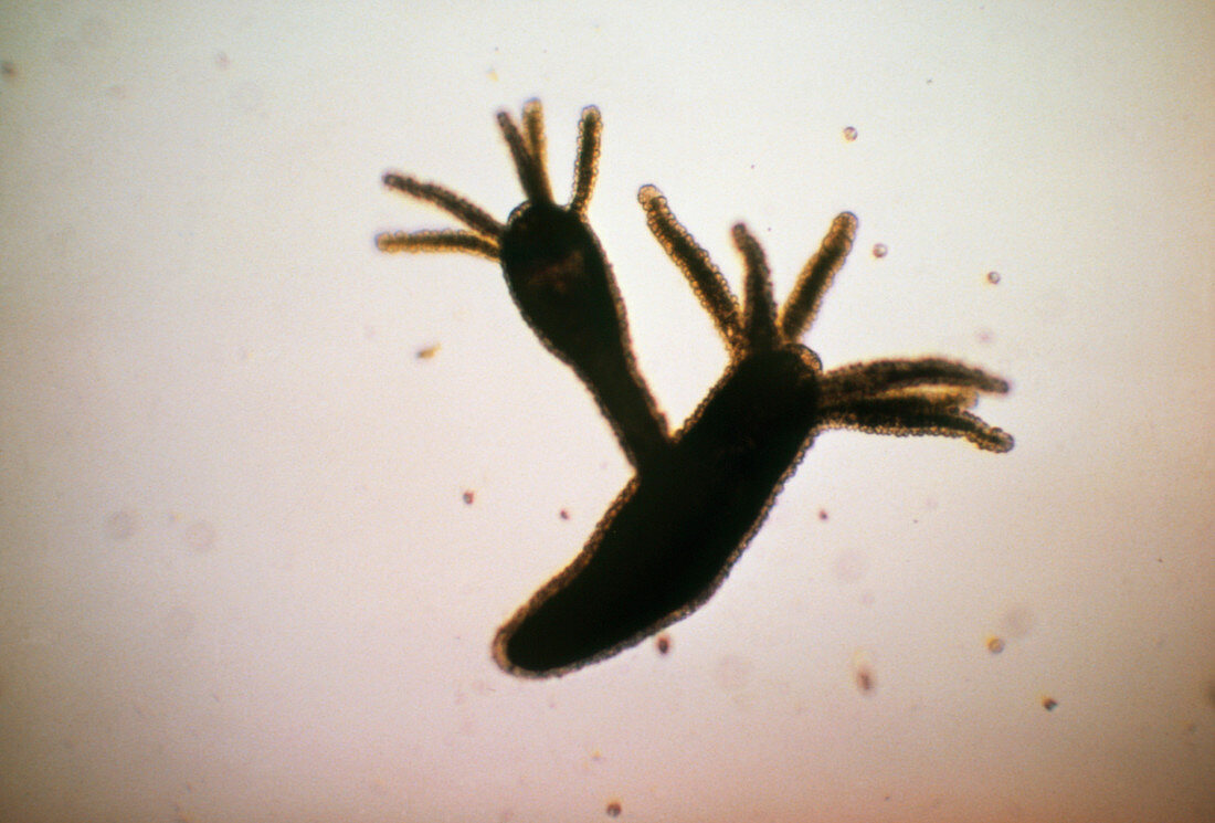 Hydra sp. polyp