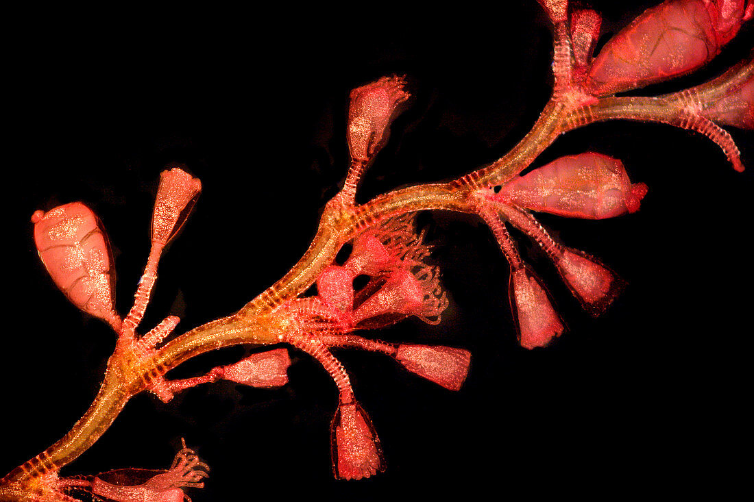 Hydroid (Campanularia flexuosa),LM