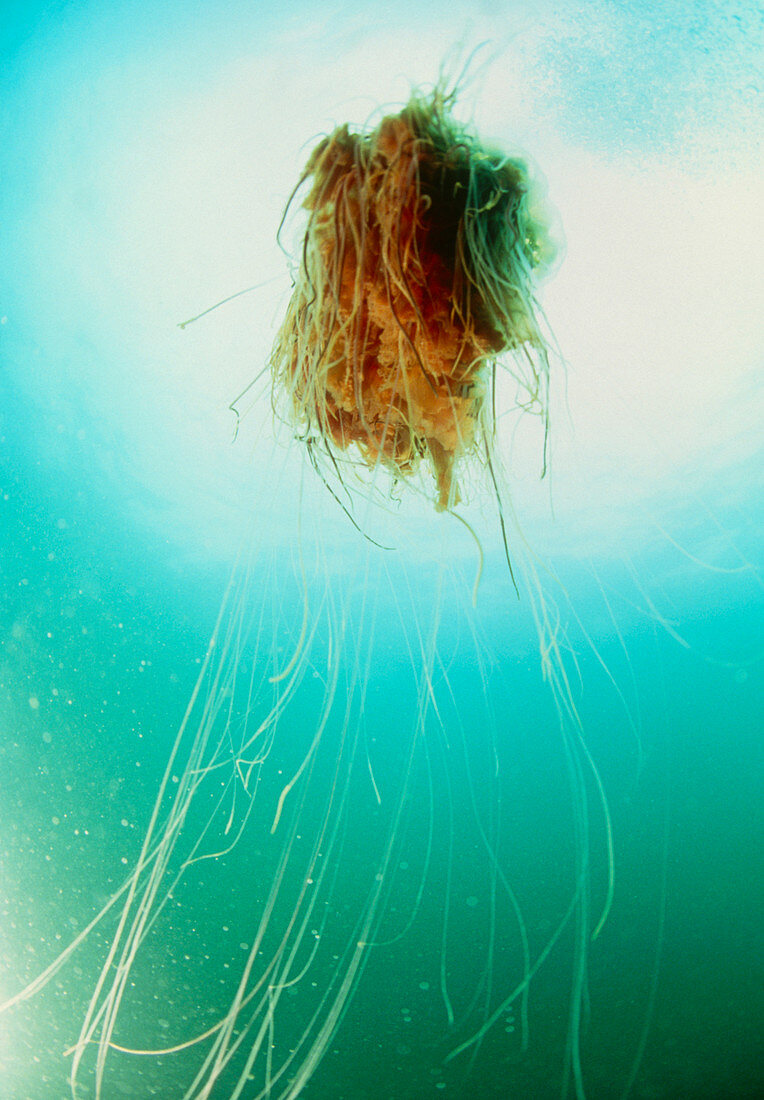 Lion's mane jellyfish,Cyanea capillata