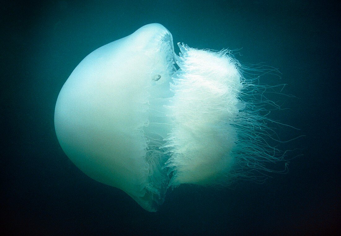 Nomadic jellyfish