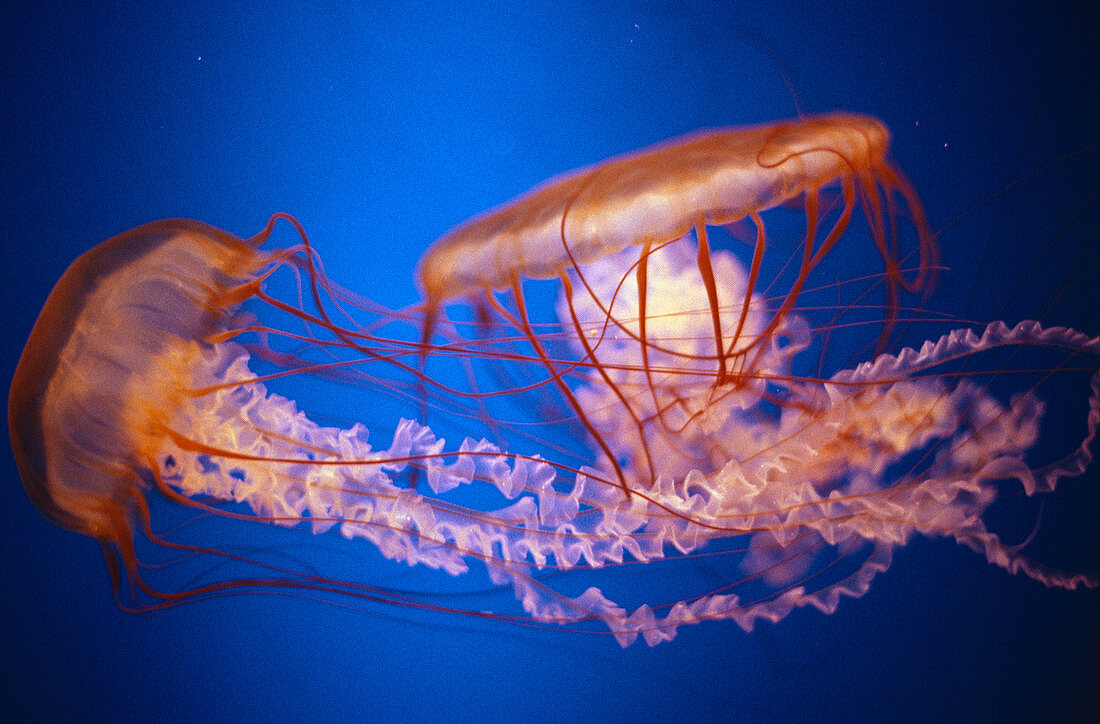 Brown jellyfish