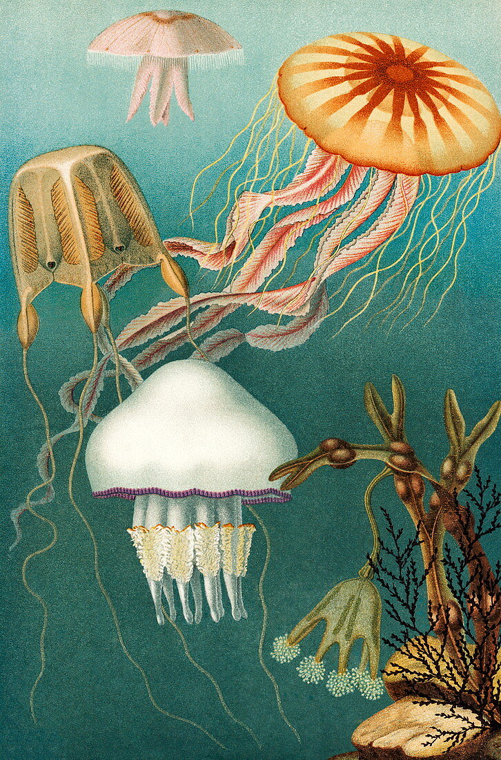 Jellyfish,1895