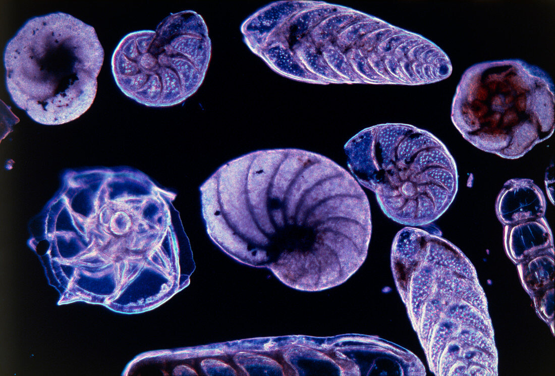 Light micrograph of Foraminifera