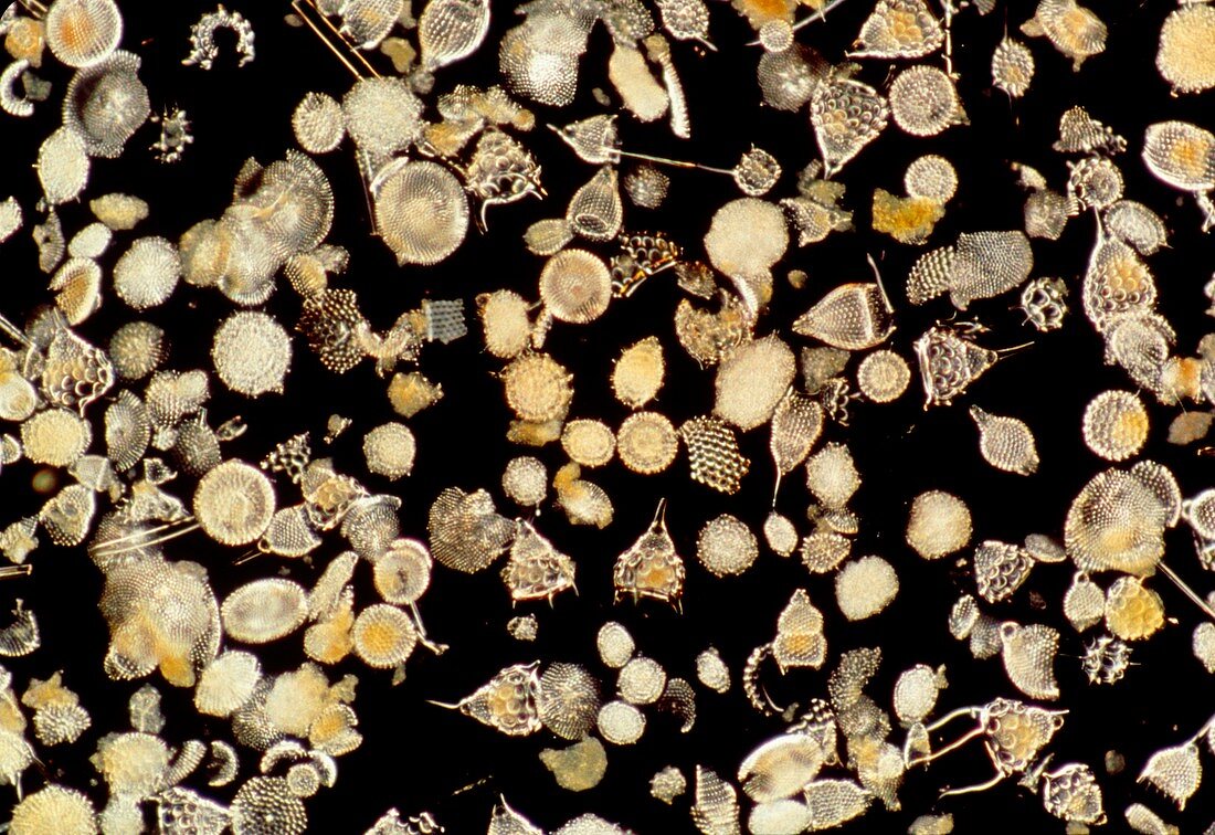 LM of mixed radiolaria spp