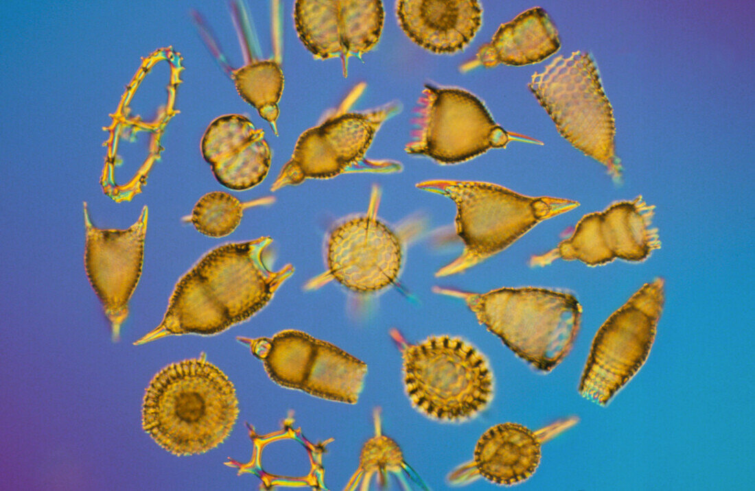 Light micrograph of radiolaria skeletons,Barbados