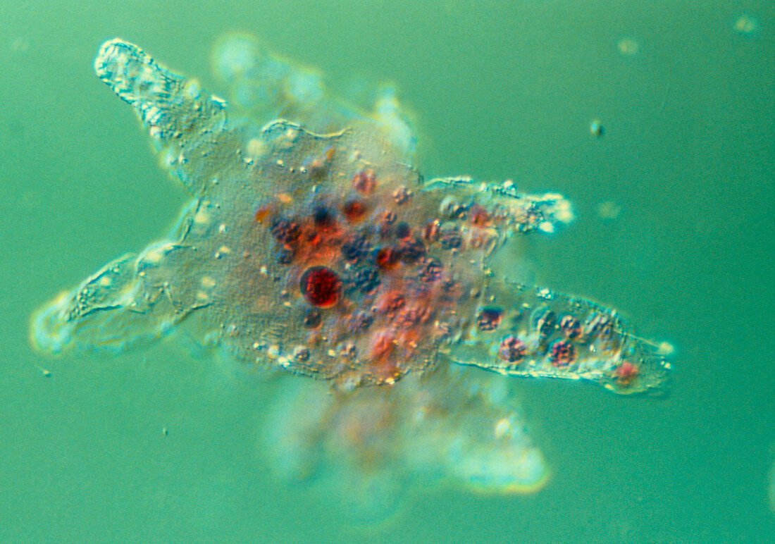 LM of amoeba proteus extending it's false feet