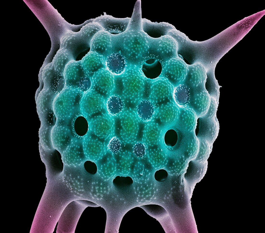 Radiolarian planktonic protozoan,SEM