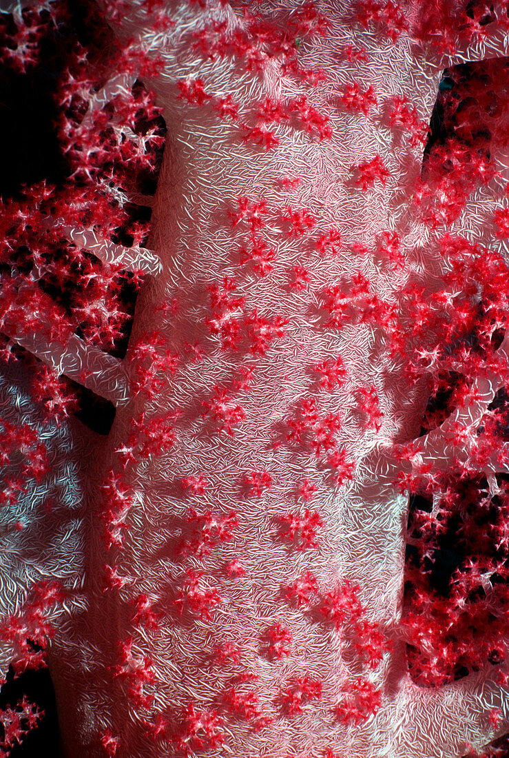 Dendronephthya soft coral