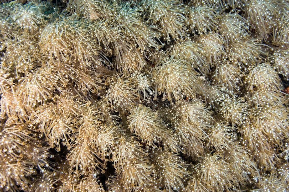 Close-up of coral polyps