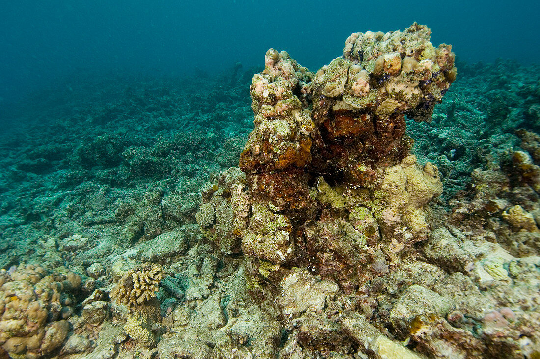 Coral reef devastation