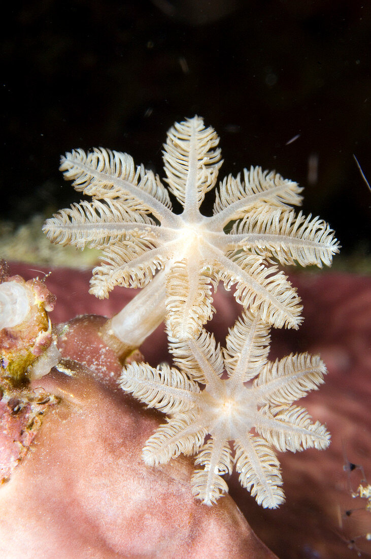 Soft coral polyps (Clavularia sp.)