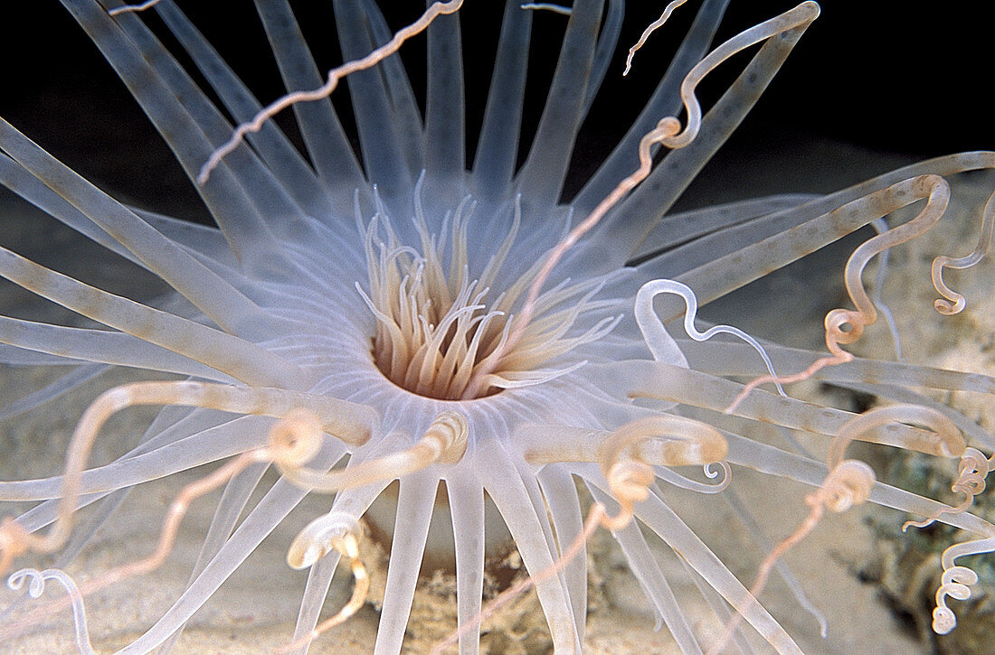 Brown banded anemone
