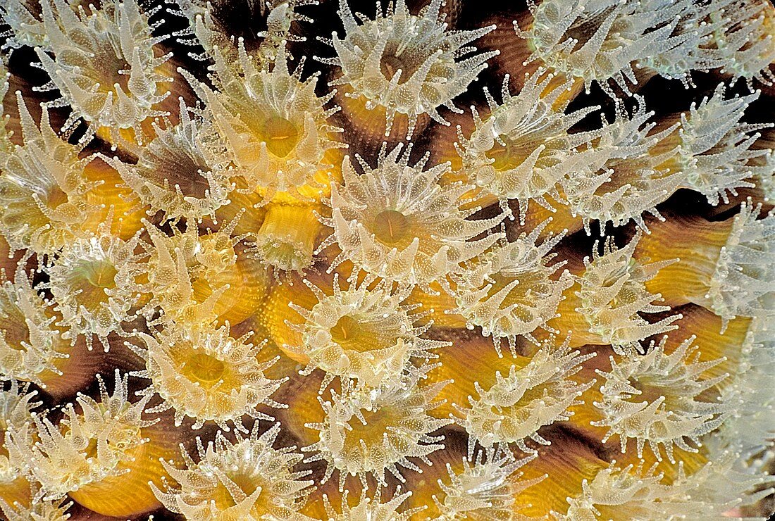 Great star coral