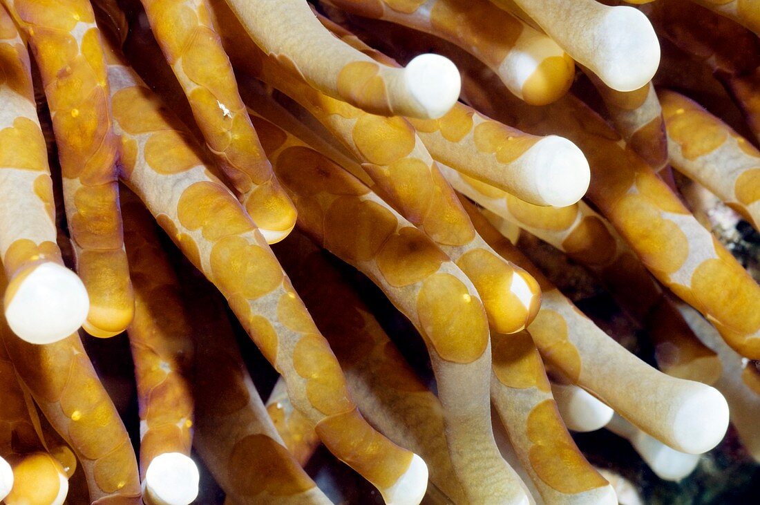 Aceol flatworms