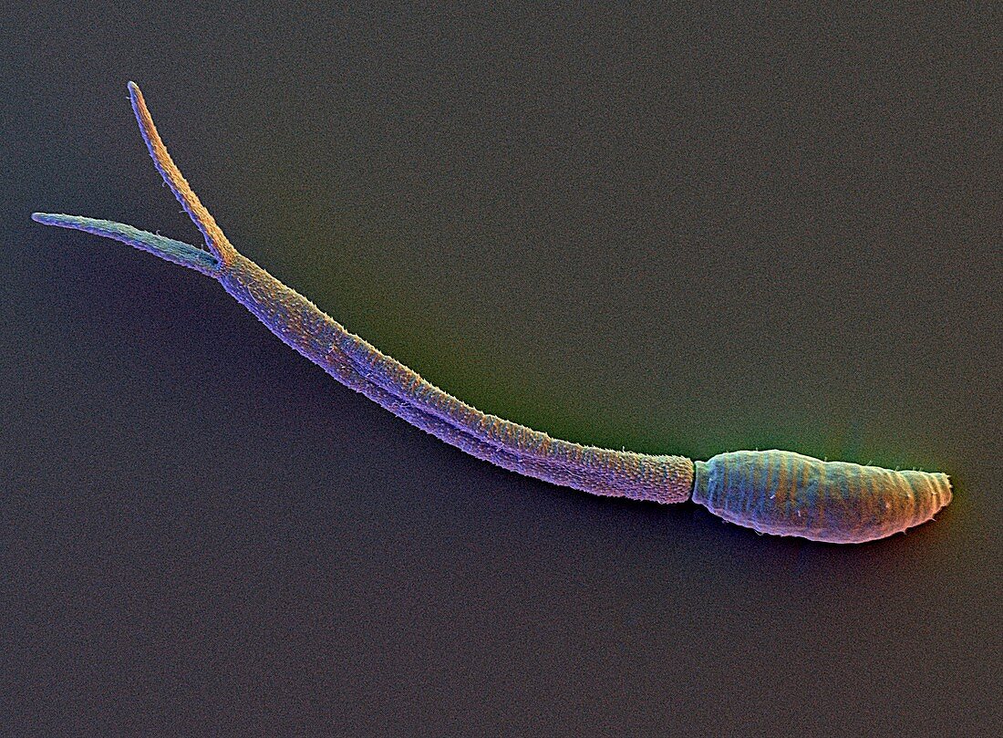 Schistosome parasite,SEM