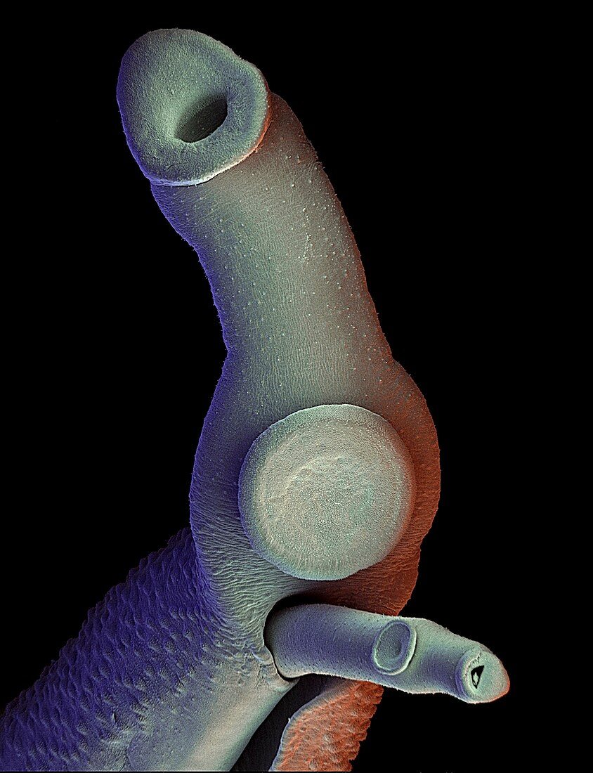 Mating schistosome flukes,SEM