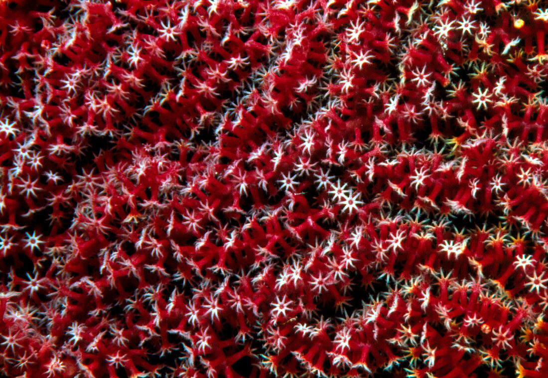 Sea fan coral polyps