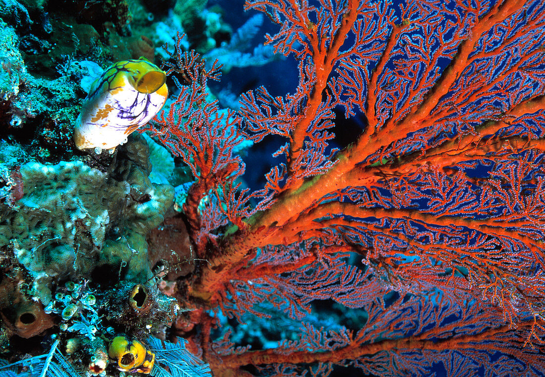 Gorgonian fan coral