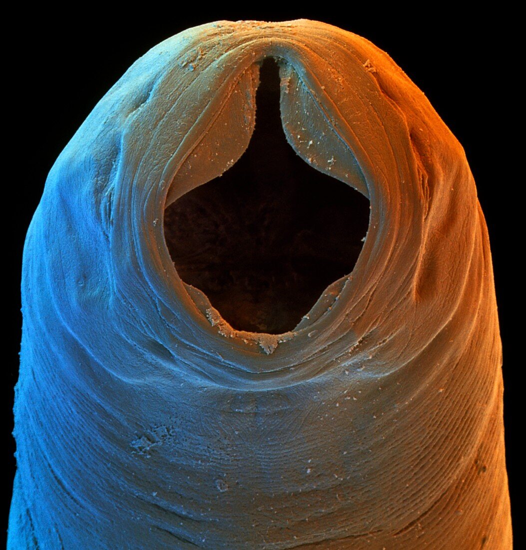 Colour SEM of the head of a hookworm,Necator sp