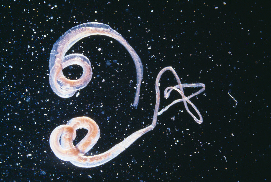Whipworm parasites