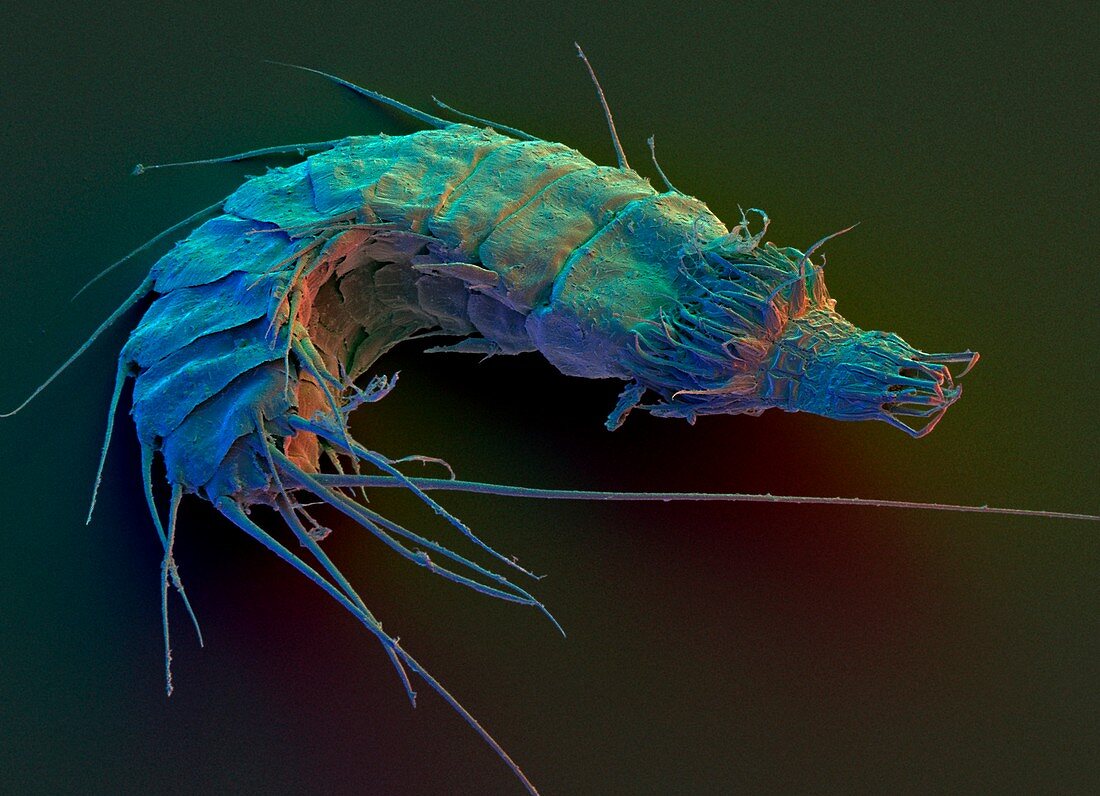 Coloured SEM of the Kinorhynch Antigomonas sp