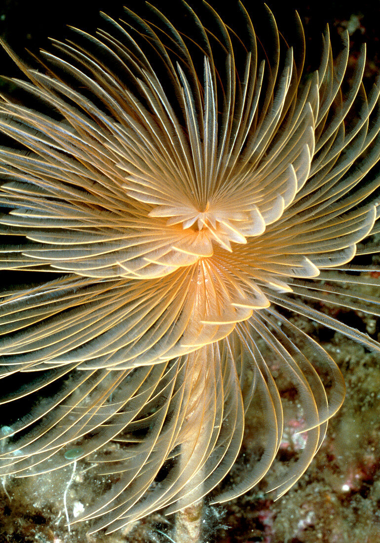 Tube worm with its tentacles extended