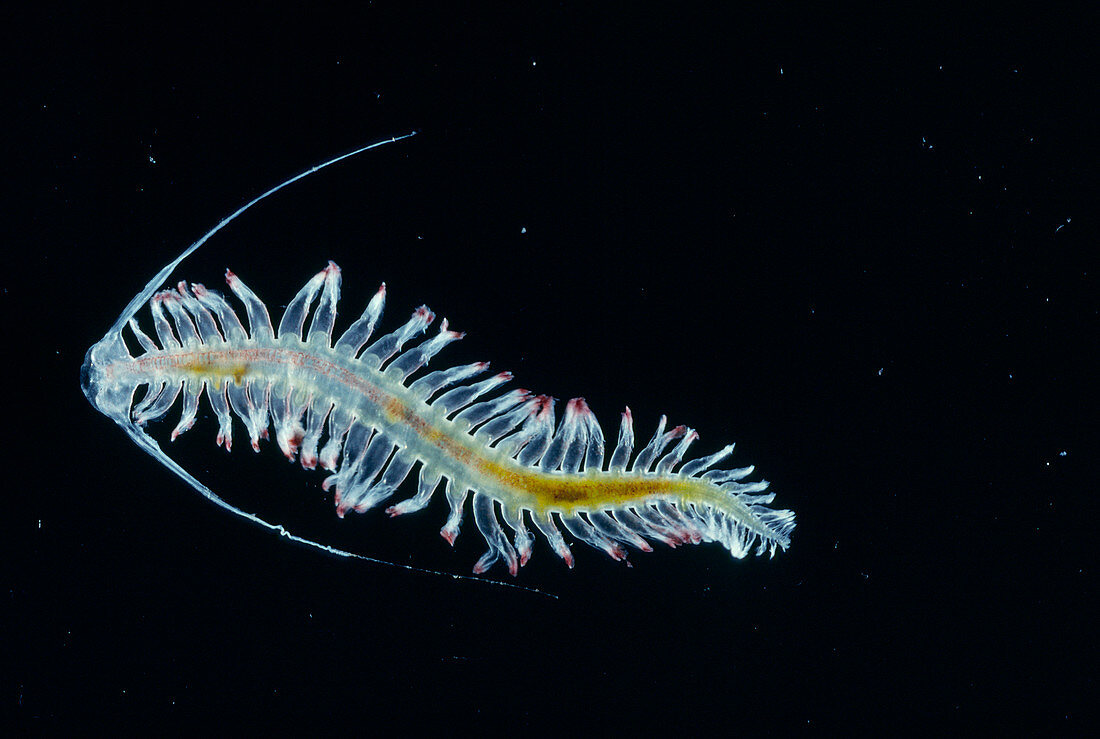 Marine worm