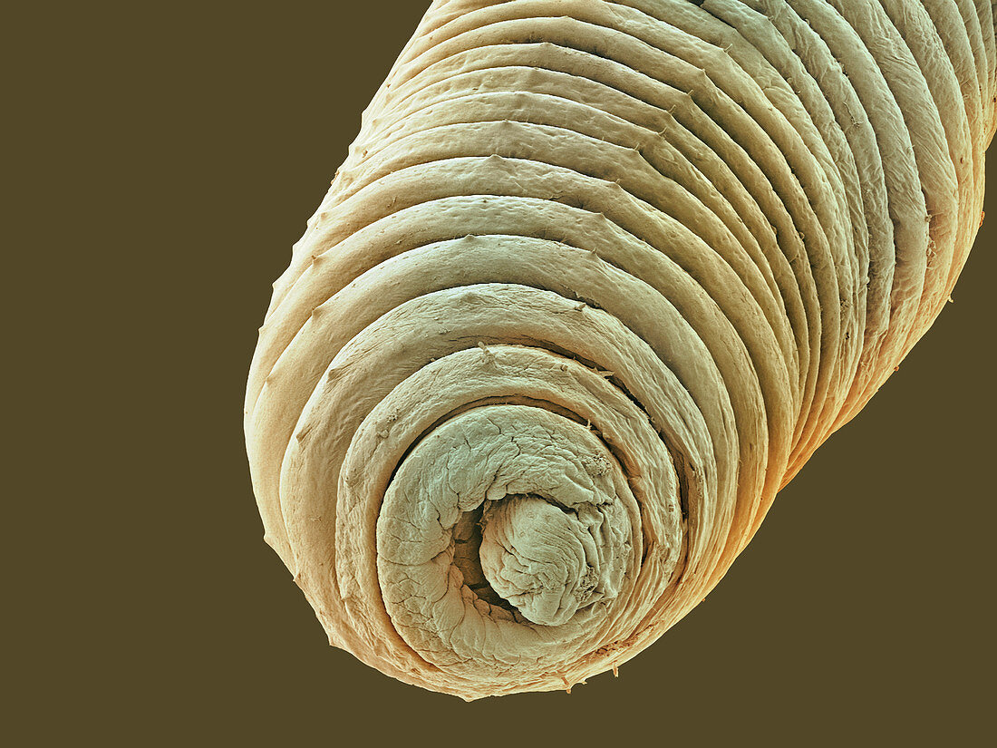 Earthworm,SEM