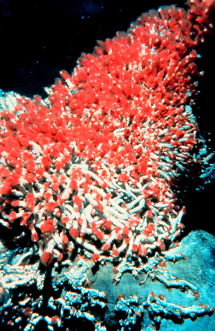 Tube worms on a deep hydrothermal vent