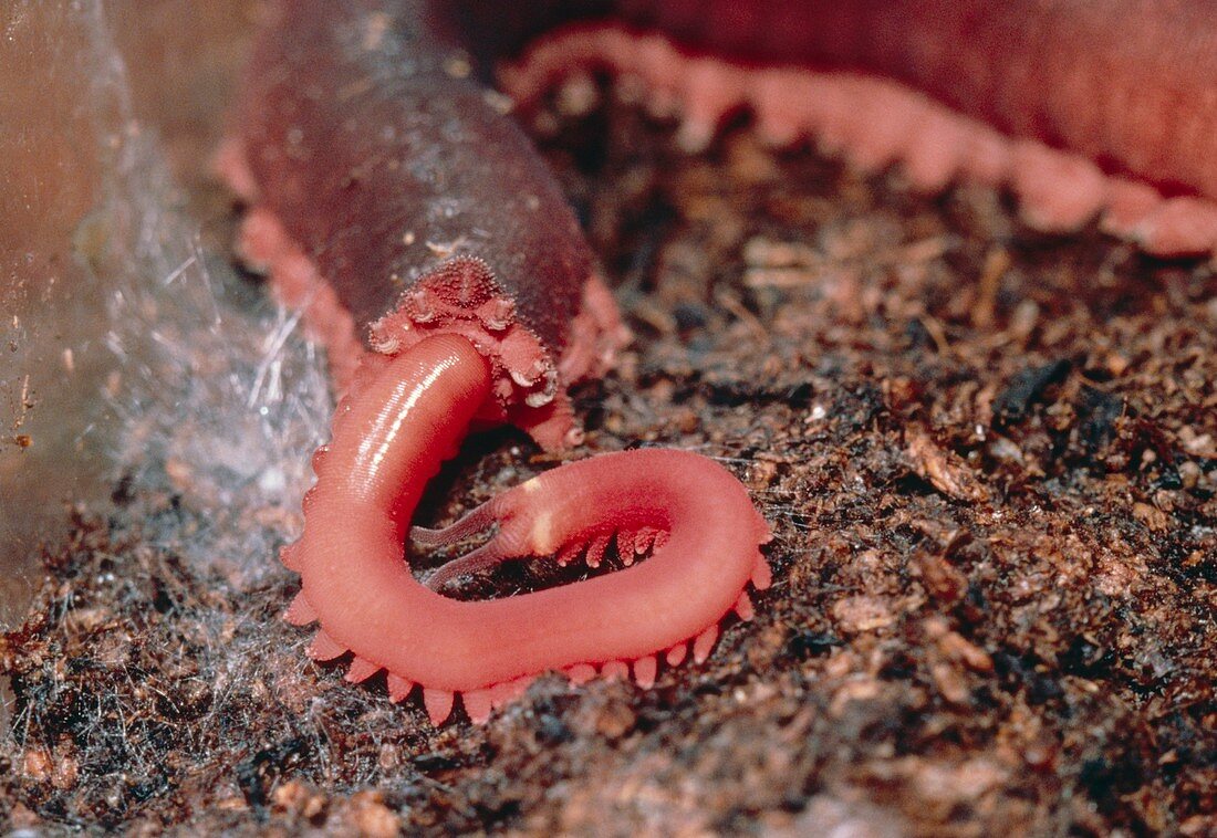 Macroperipatus torquatus (a velvet worm)