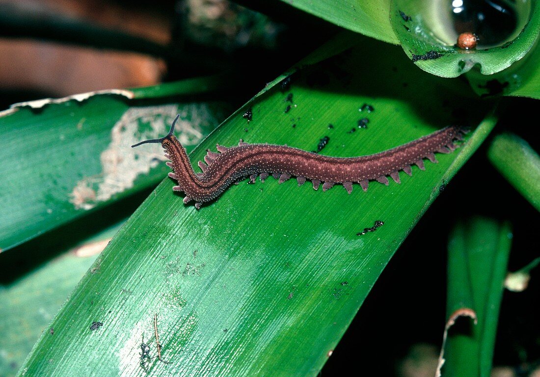 Velvet worm,Peripatus
