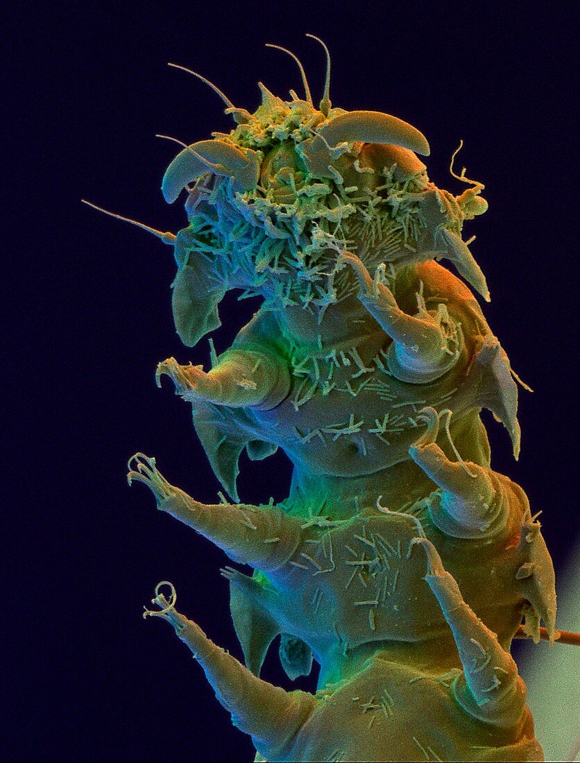 Coloured SEM of head of tardigrade,Stygarctus sp