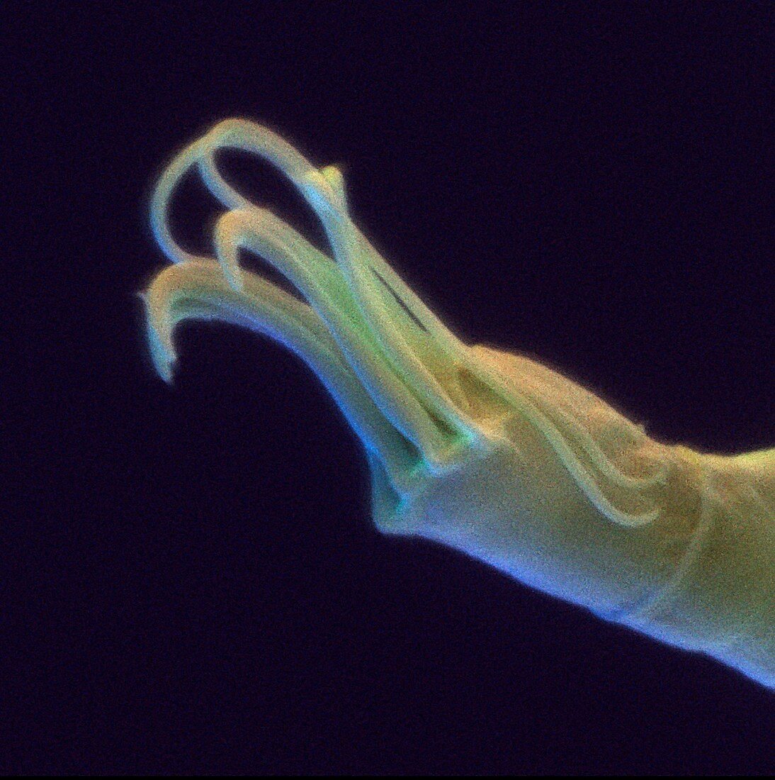 Coloured SEM of claws on the leg of a tardigrade