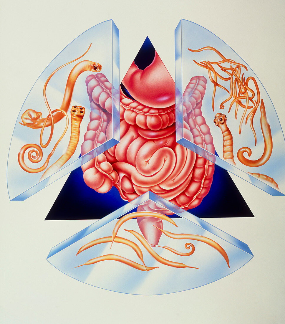 Artwork of various intestinal parasites and gut