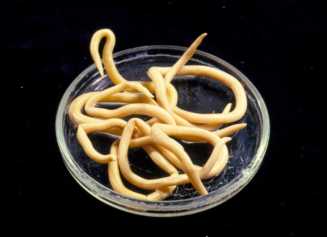 Parasitic nematode worms