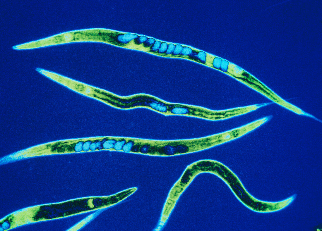 False-colour confocal micrograph of C. elegans
