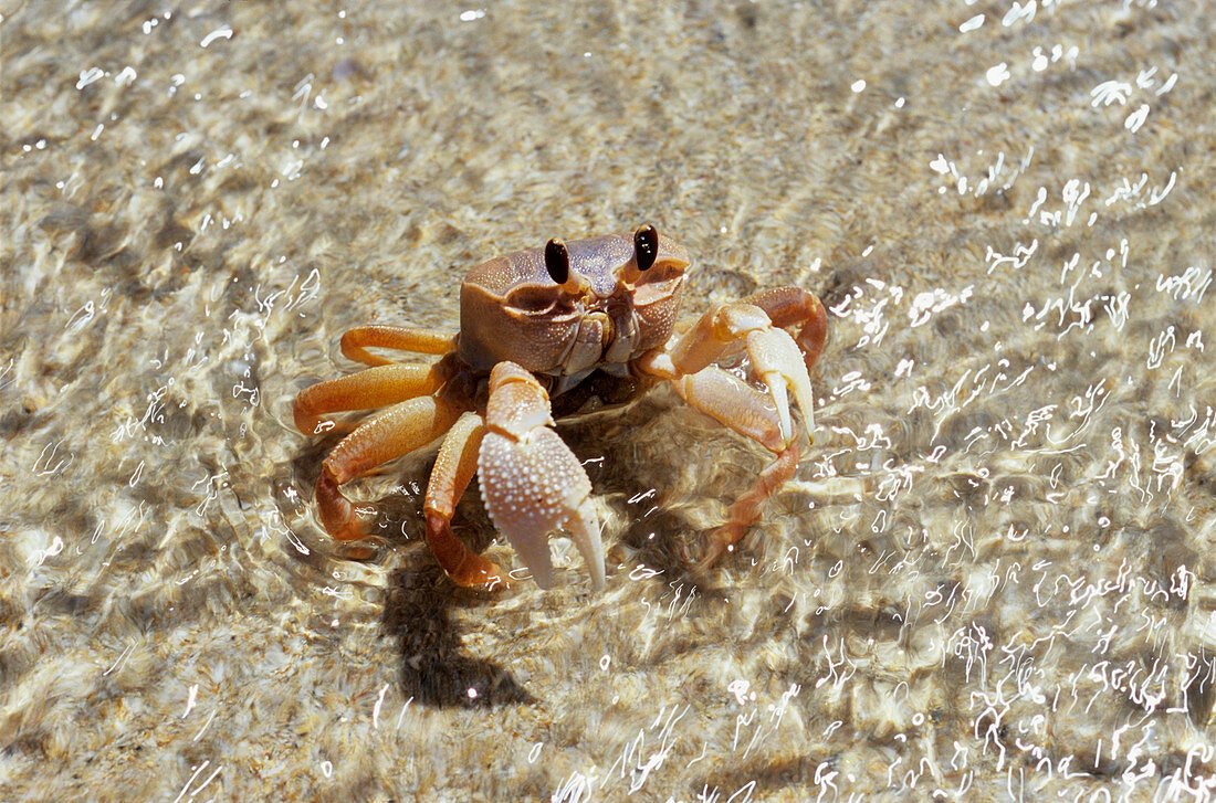 Ghost crab (Ocypode quadrata)