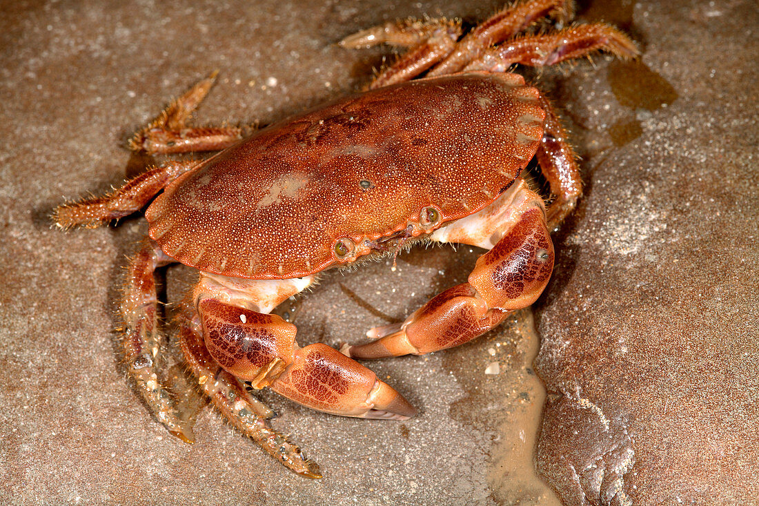 Edible crab