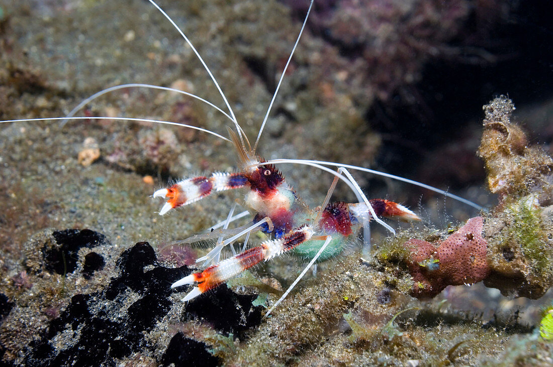 Banded coral shrimp