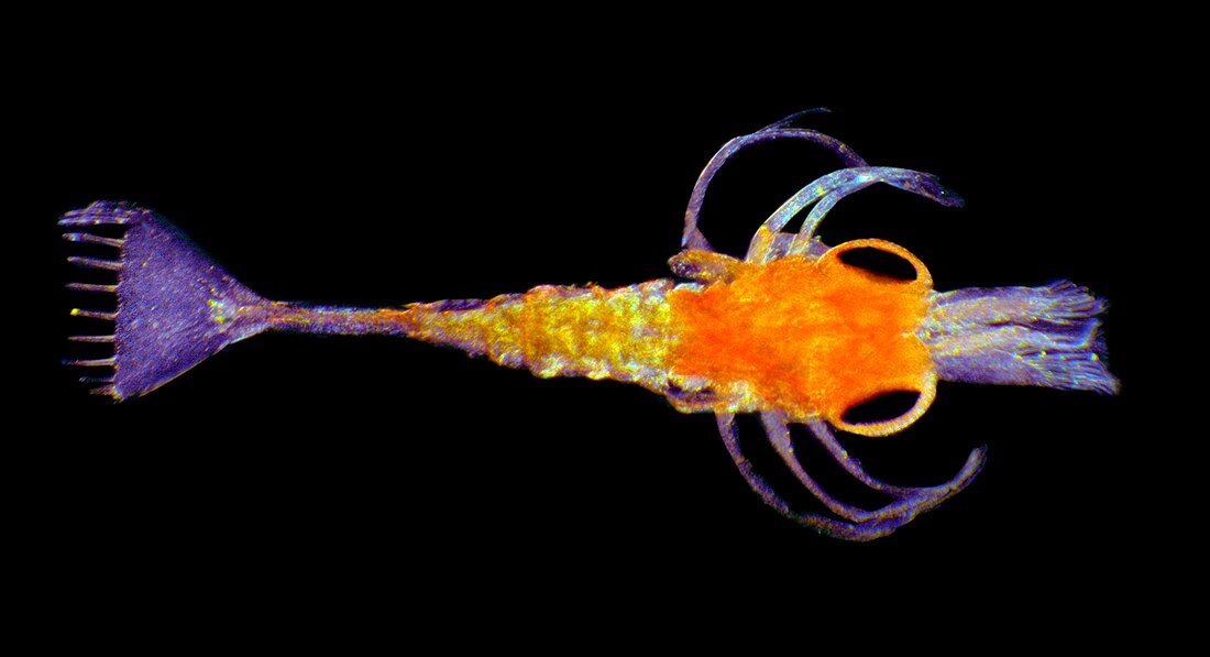 Shrimp larva,light micrograph