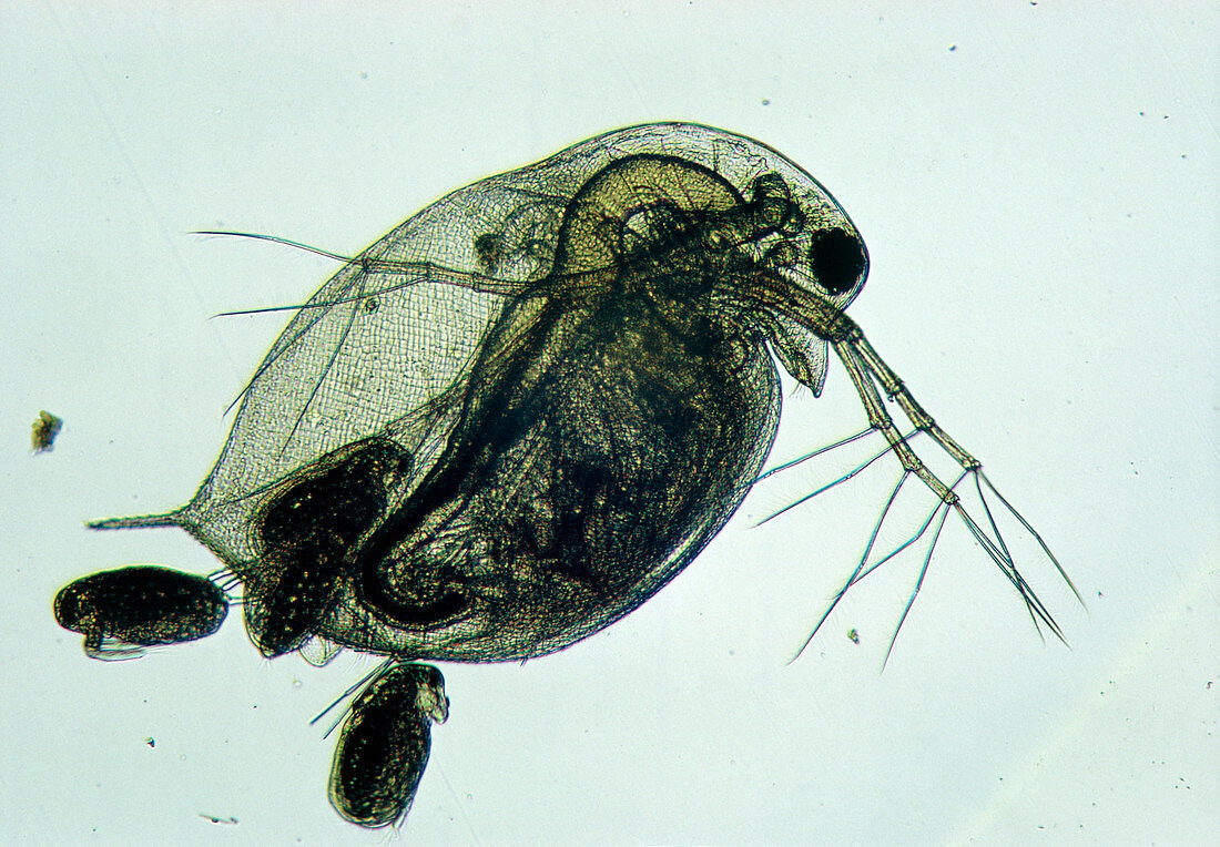 LM of a water flea,Daphnia sp:,giving birth