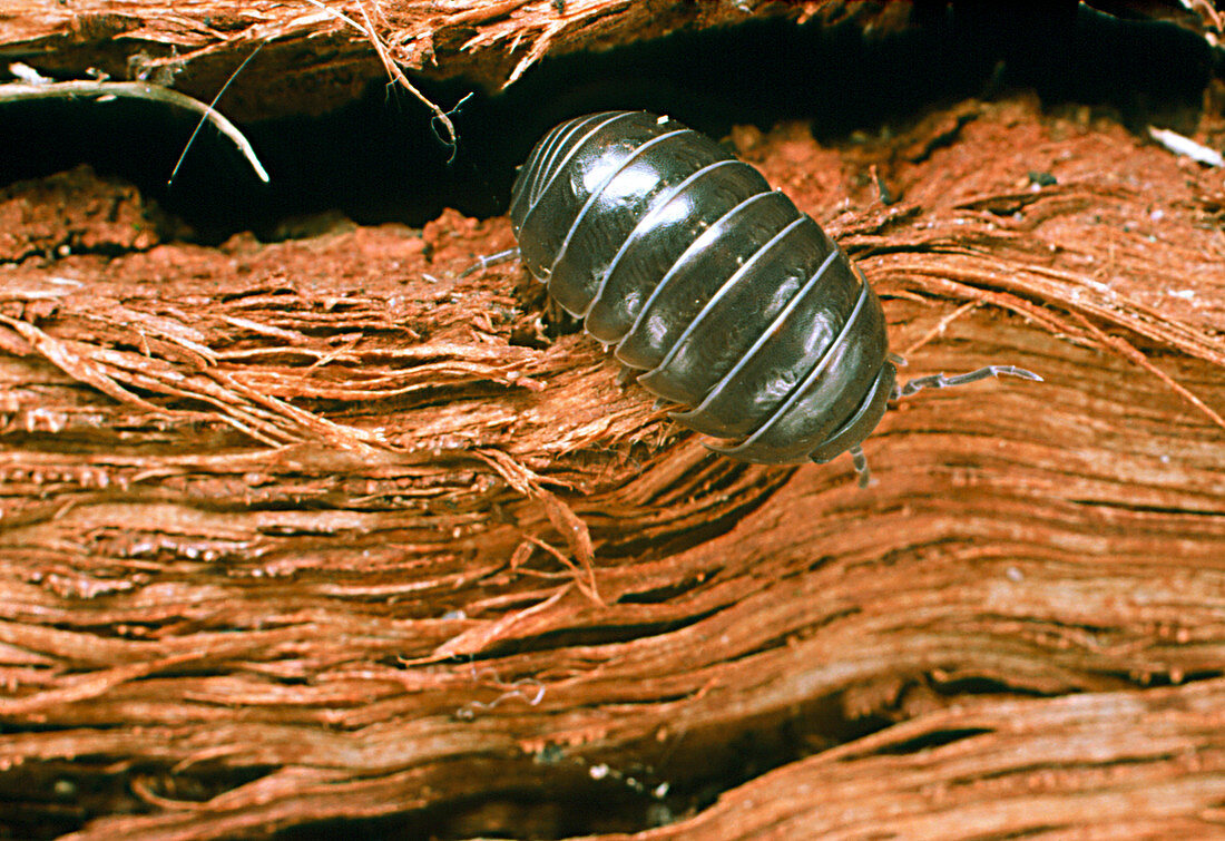 Close-up of a woodlouse